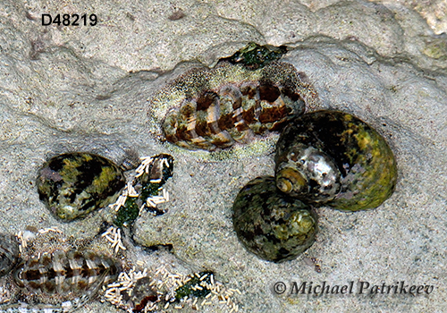 West Indian Top Snail (Cittarium pica)